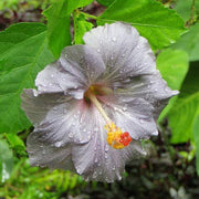 Light Grey Hibiscus Seeds