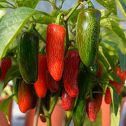 Anhui Cow-Horn Sweet Pepper Seeds