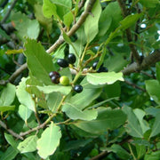 Laurus Bay Laurel Seeds, Herbal