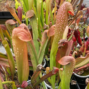 Hooded Pitcher Seeds