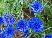 Double Blue Bachelor Buttons Seeds