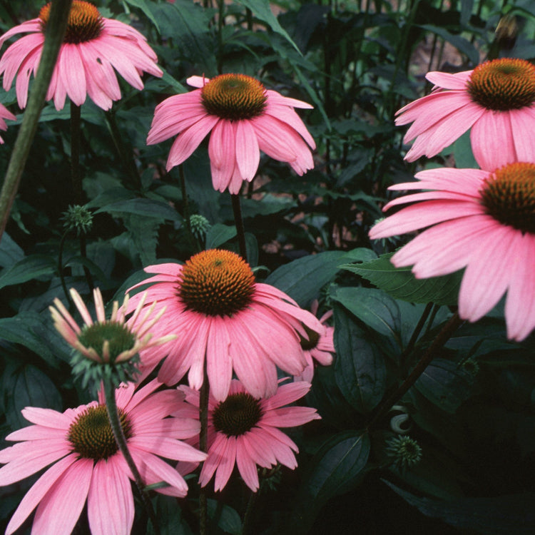 Immune Echinacea Seeds