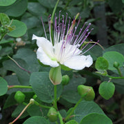 Capparis Spinosa Caper Bush Seeds, Herbal