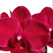 Red Phalaenopsis Orchid Seeds
