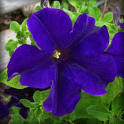 Color Blue Petunia Seeds