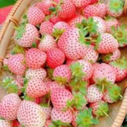 Bright Orange Strawberry Seeds