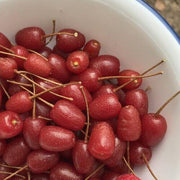 Goumi Berry Seeds