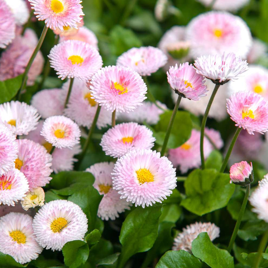 English Daisy Seeds, Bellis perennis Flower Seeds