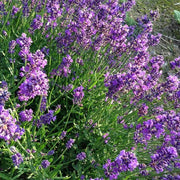 English Lavender Seeds - Flower Plant