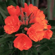 Versicolor Oenothera Seeds