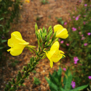 Yellow Evening Primrose Seeds