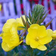 Evening Primrose Oenothera Biennis Seeds