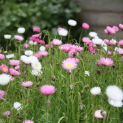 Paper Daisy Seeds -  Rhodanthe chlorocephala Flower Seeds
