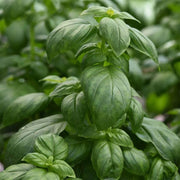 Everleaf Emerald Towers Basil Seeds, Herbal