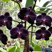 Black Butterfly Orchid Seeds