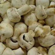Cream Mushroom Spawn Seeds