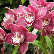Boat Cymbidium Orchid Seeds
