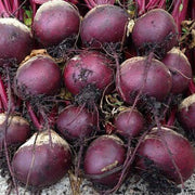 Purple Beetroot Seeds