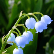 Blue Lily of the Valley Seeds