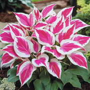 Pink and White Hosta Seeds