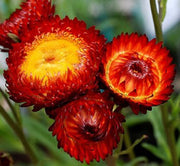 Red Helichrysum bracteatum Seeds
