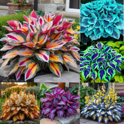 Mix Hosta Seeds