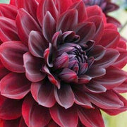 Arabian Night Wildflower Dahlia Seeds