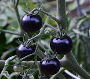 Blue Indigo Rose Tomato Seeds