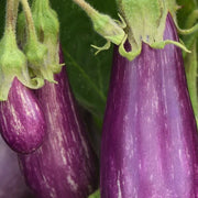 Fairy Tale Eggplant Seeds