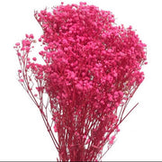 Dark Red Gypsophila Seeds