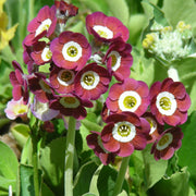 Auricula Primrose Seeds