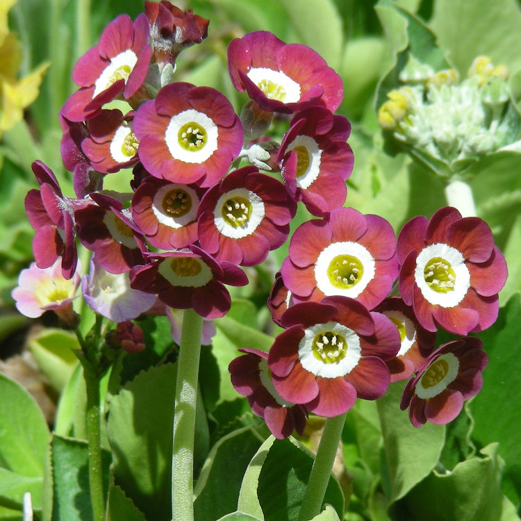 Auricula Primrose Seeds