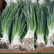 Garlic Chive Seeds, Herbal