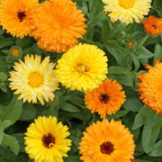 Calendula Seeds - for Home Gardens Seeds