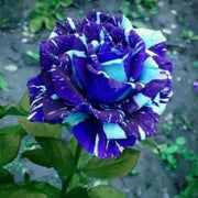Tiger Stripe Blue Rosa spp. Seeds
