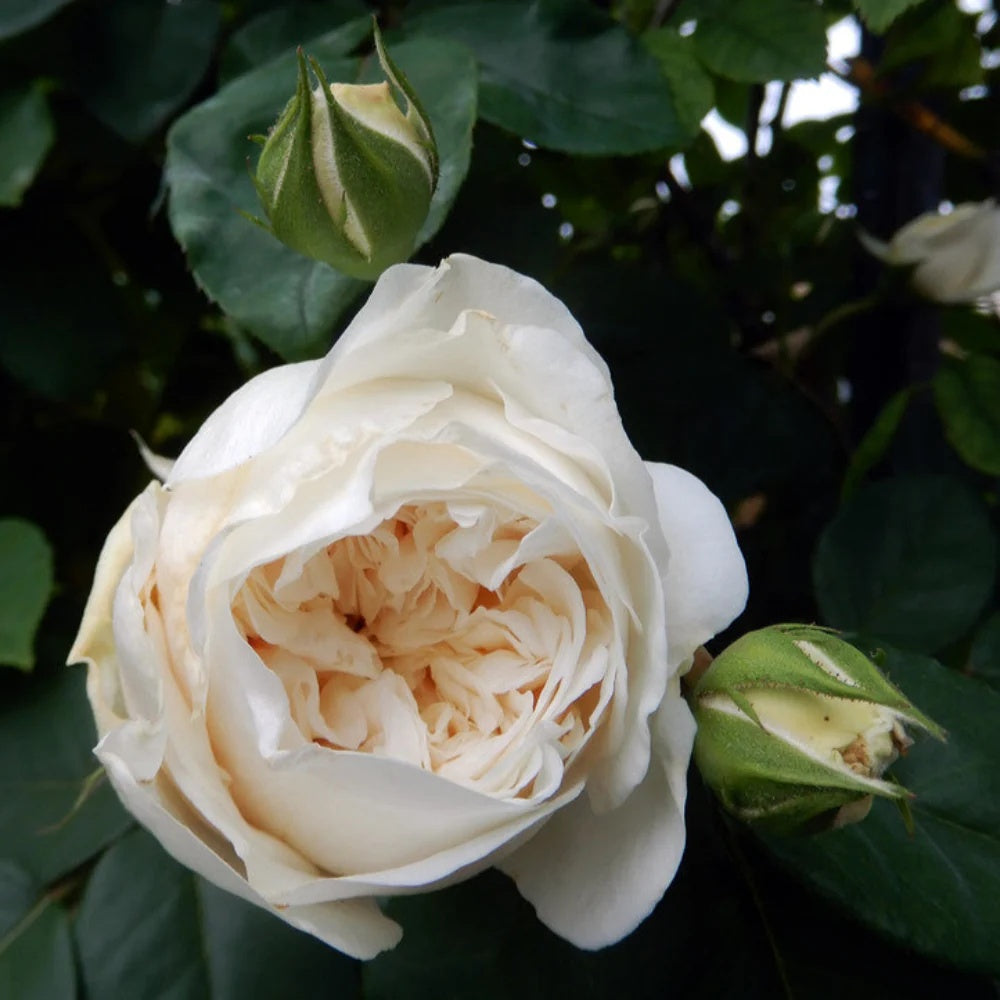 Climbing Sombreuil Rose Seeds