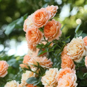Orange & Pink Rose Seeds