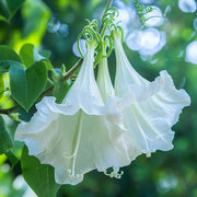 White Trumpet Seeds