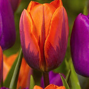 Orange and Purple Tulip Seeds