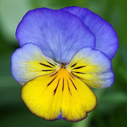 Blue Yellow Pansy Seeds