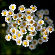 Wildflower Feverfew Seeds