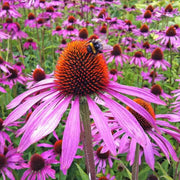Bright Coneflower Seeds