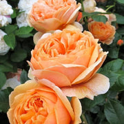 Lotus Orange Rose Seeds