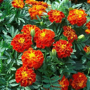 Red Crimson Marigold Seeds
