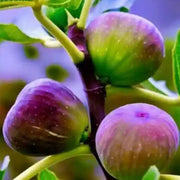 Purple Fig Seeds