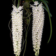 Rhynchostylis Retusa Alba Orchid Seeds