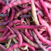 Scarlet Runner Bean Seeds