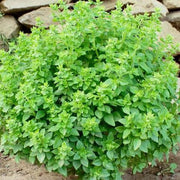 Fino Verde Basil Seeds, Herbal
