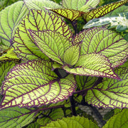 Green & Black Coleus Seeds