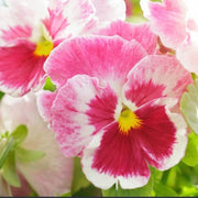 Pink Red Pansy Seeds